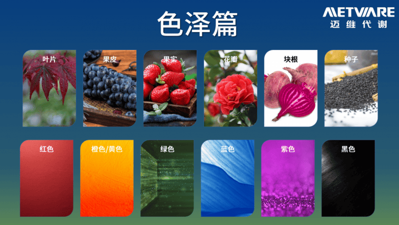 科研加速器 | 四载磨砺，功能词典2.0云端登场，科研查询从此易如反掌！